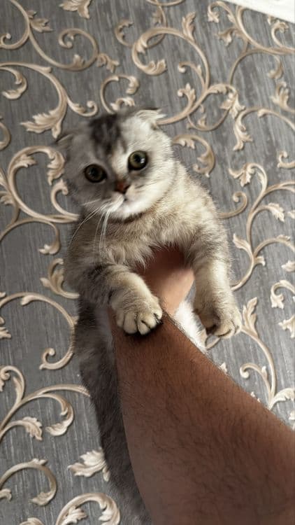 Шотландская вислоухая кошка — 1