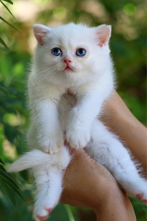 Продаются британские котята — 1