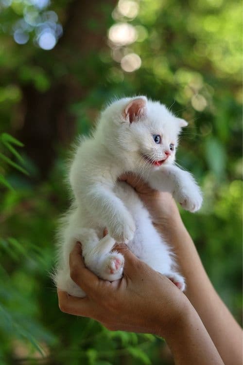 Продаются британские котята — 2