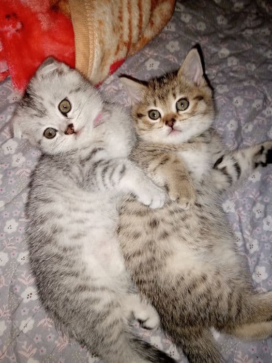 мушук болалари 2 ойлик сотилади — 1