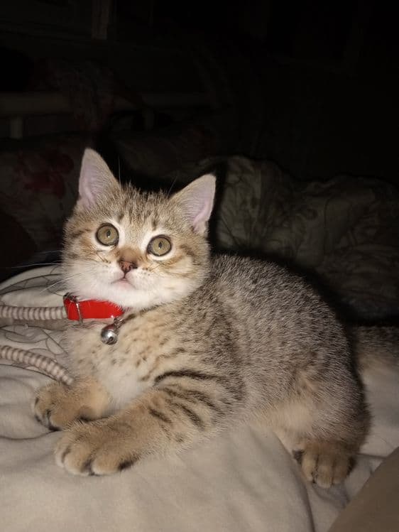 мушук болалари 2 ойлик сотилади — 4