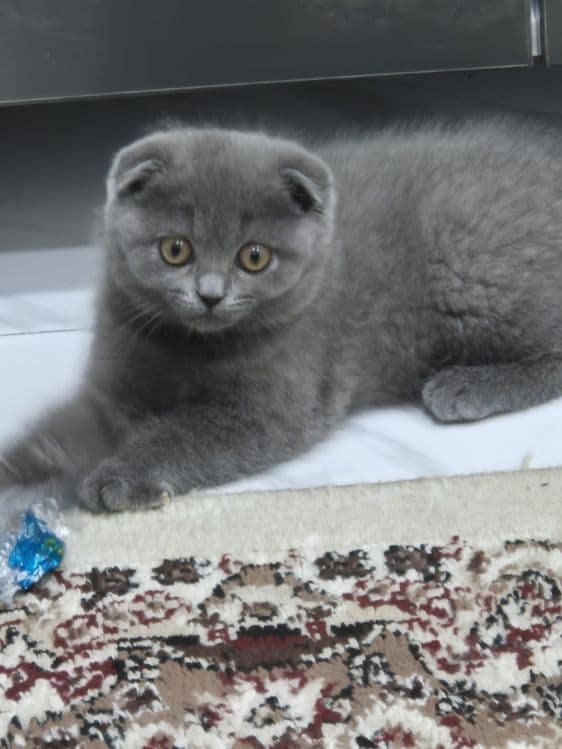 Кошка Зотли мушук — 1
