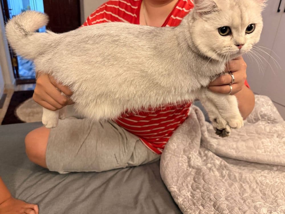 Шиншилла кошка. Мушук — 3