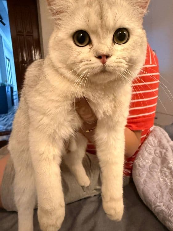 Шиншилла кошка. Мушук — 5