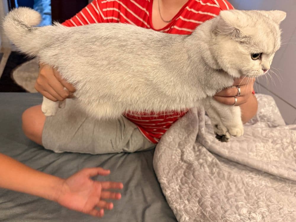Шиншилла кошка. Мушук — 6