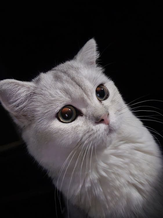 Шиншилла кошка. Мушук — 7