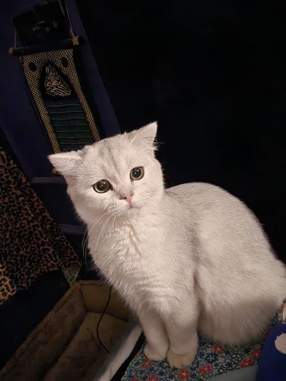 Шиншилла кошка. Мушук — 8
