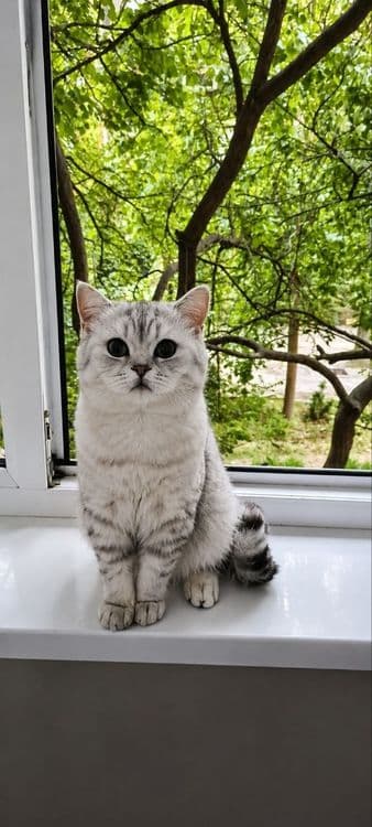 Продаётся британский кот 

Шикарный серебристый британец ищет заб — 2