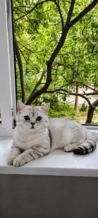 Продаётся британский кот 

Шикарный серебристый британец ищет заб — 3