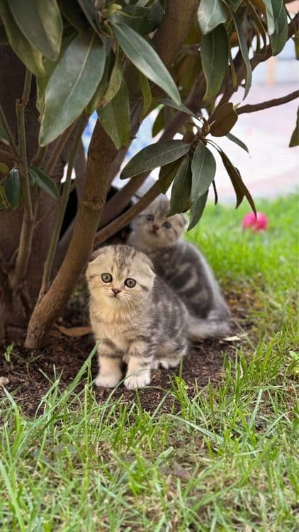 Котята чистокровные, Skotish fold mushukchalari, Шиншила фолд, — 1
