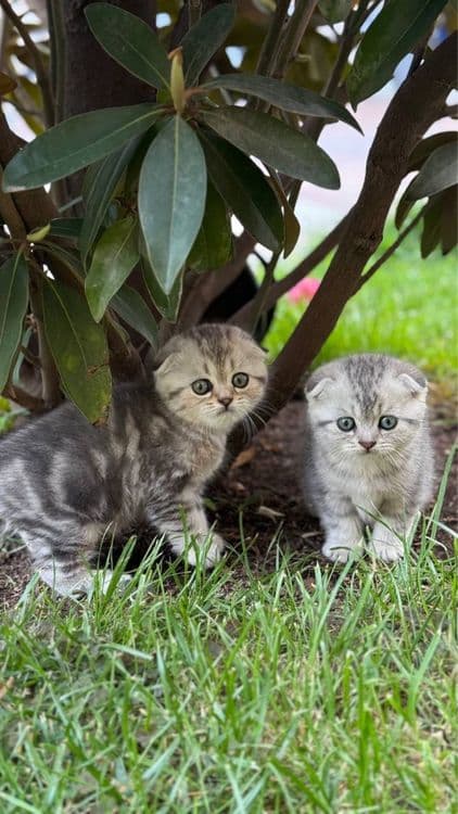 Котята чистокровные, Skotish fold mushukchalari, Шиншила фолд, — 2