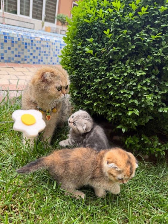 Котята чистокровные, Skotish fold mushukchalari, Шиншила фолд, — 7