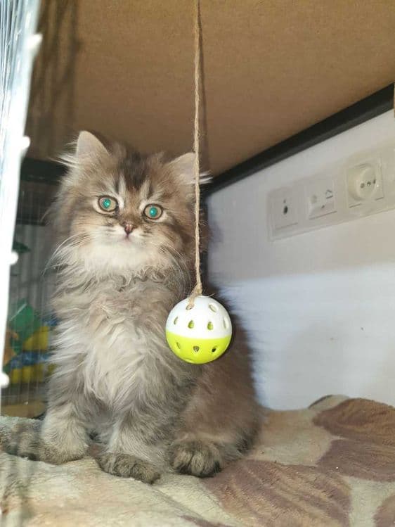 Котята  на продажу — 2