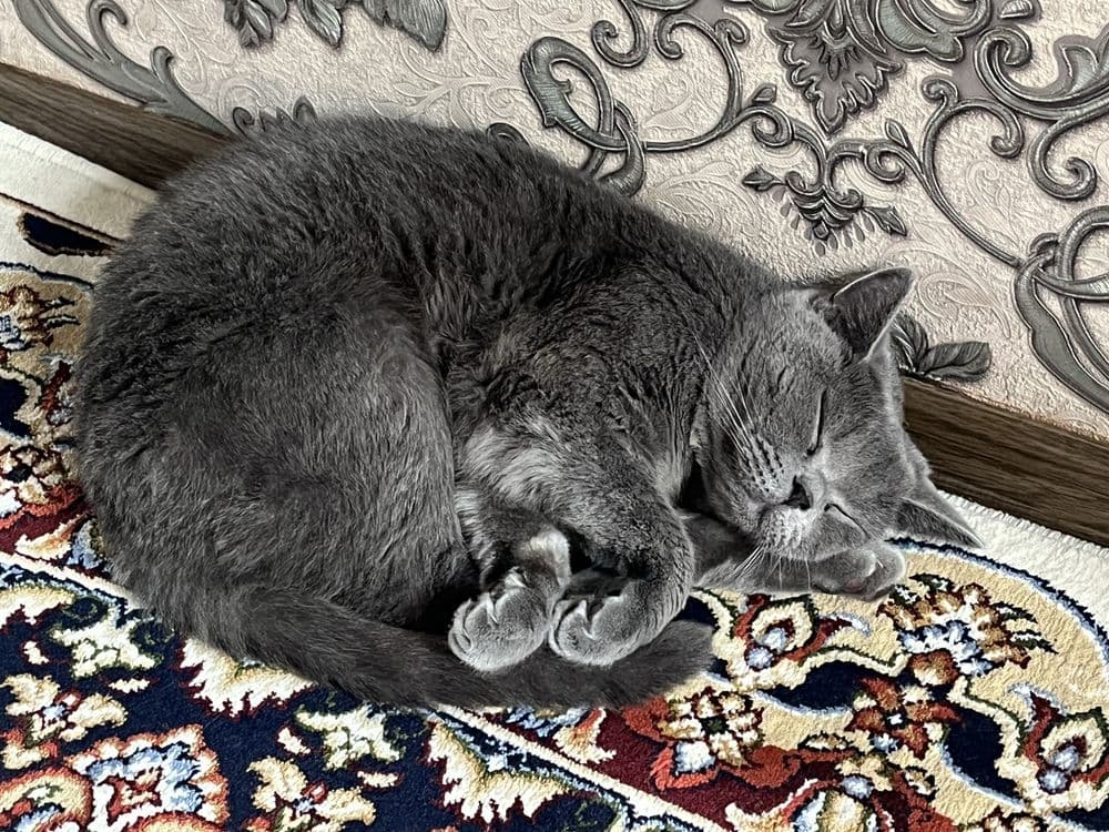Британская короткошерстная кошка — 3
