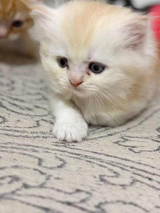 Сотилади зотли мушукчалар — 3