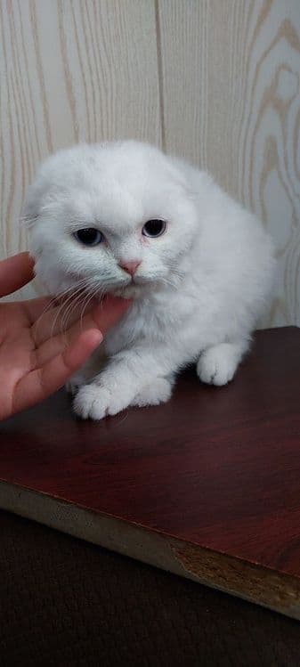 Zotli mushuk sotiladi — 2
