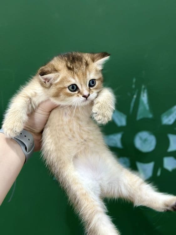 Котенок шиншилла — 2