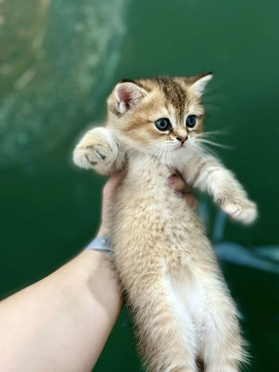 Котенок шиншилла — 3