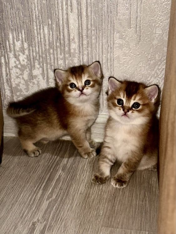Котенок шиншилла — 4