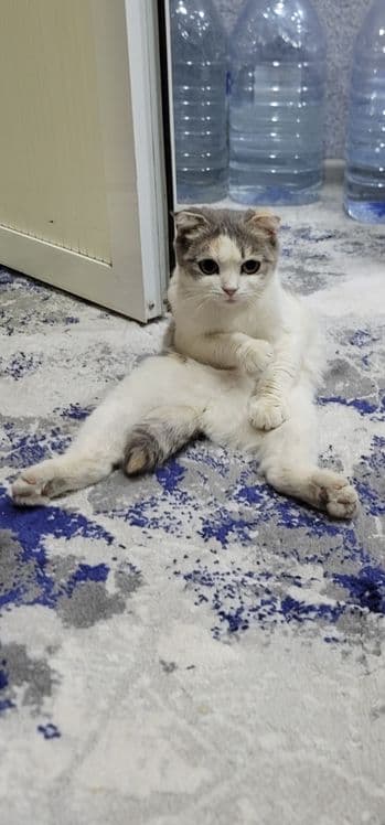 Кошка скоттиш фолд — 1