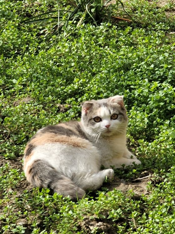 Кошка скоттиш фолд — 2