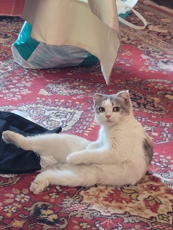 Кошка скоттиш фолд — 3