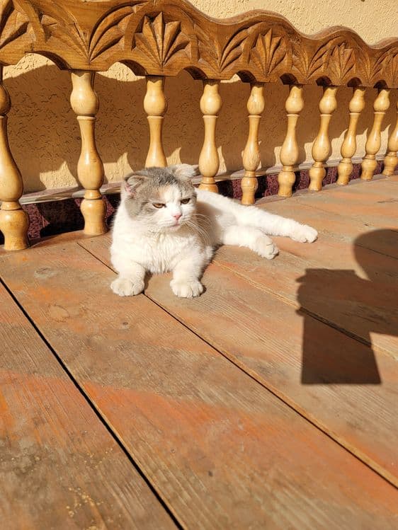 Кошка скоттиш фолд — 4