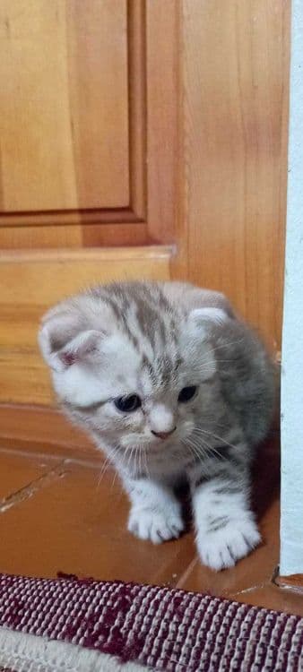 Продается чистокровные фолдики — 2