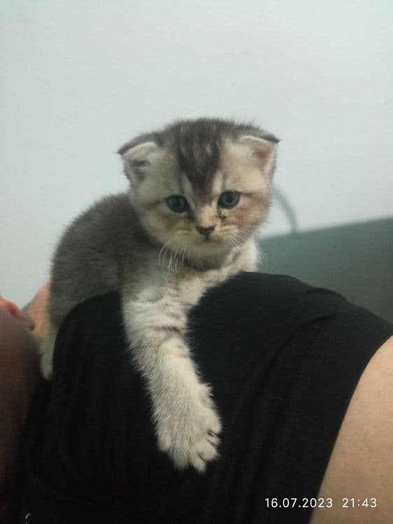 Продается чистокровные фолдики — 6