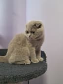 Шотланский скотиш фолд