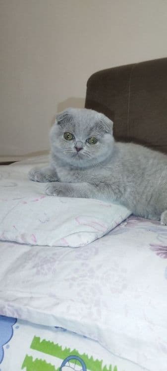 Шотланский скотиш фолд — 2