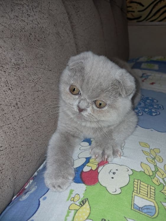 Шотланский скотиш фолд — 3