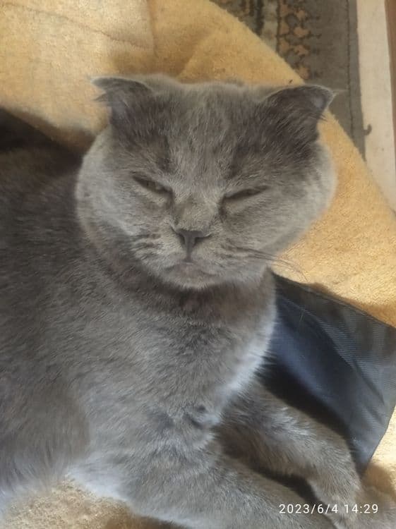 Британская кошка — 3