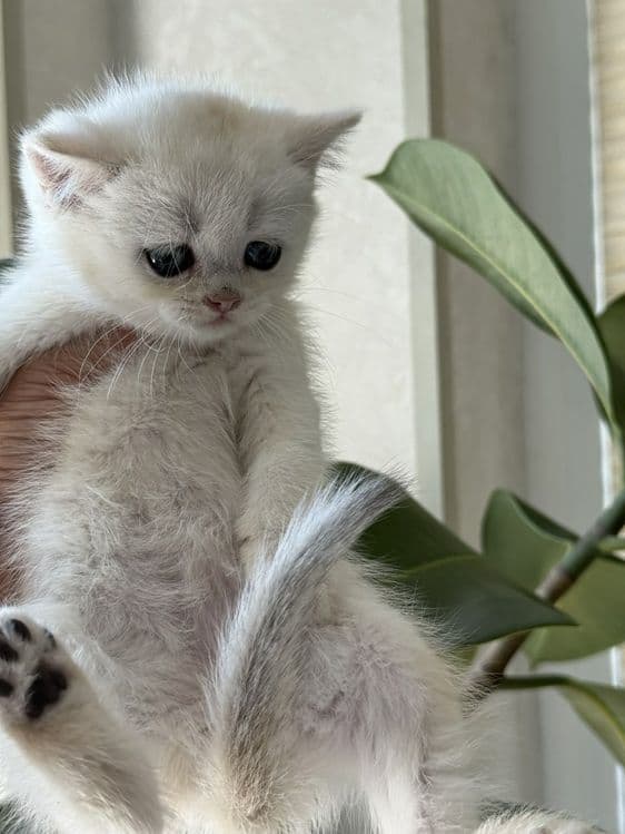 Девочка британская серебристая чистокровная шиншила — 2