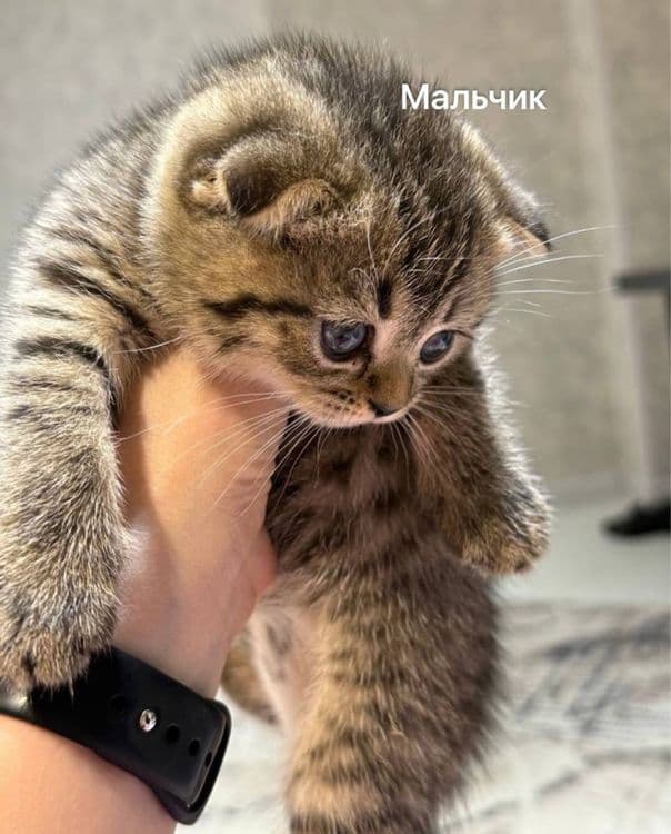 Продаются котята — 2