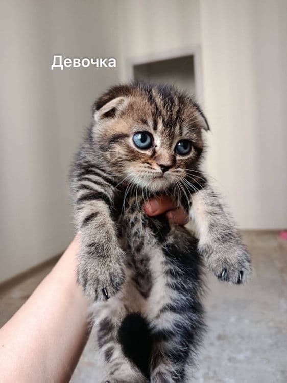 Продаются котята — 3