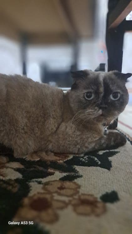 1.5 yosh qiz bola sog'lom — 2