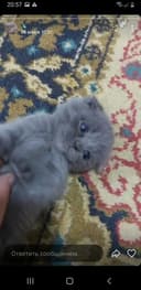 Тоже шотландская веслаухая, маленький голубые глазики