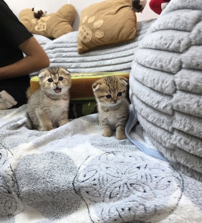 Продаются котята — 2