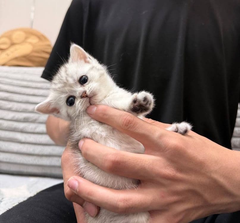 Продаются котята — 3