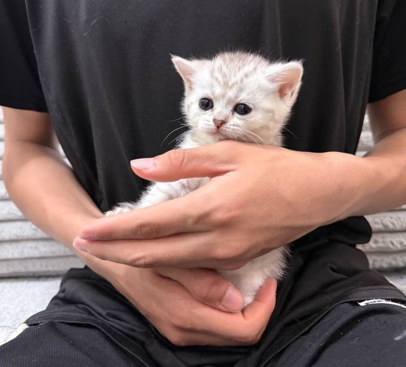 Продаются котята — 4