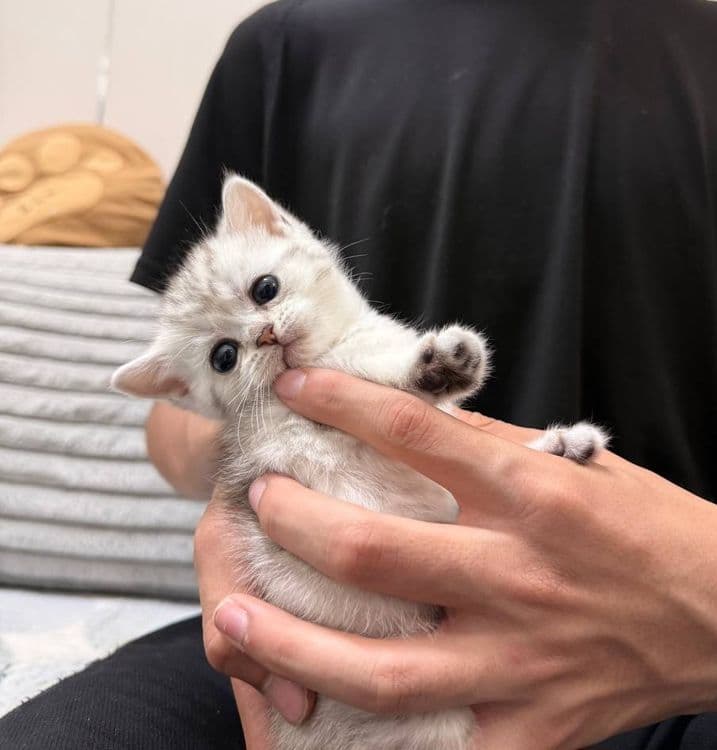 Продаются котята — 5