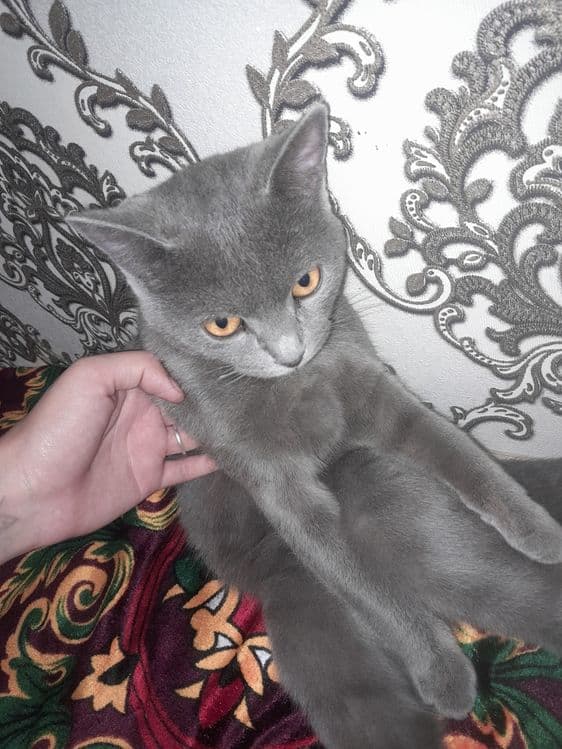 Britanski tozza zot qiz bola Mimi — 1