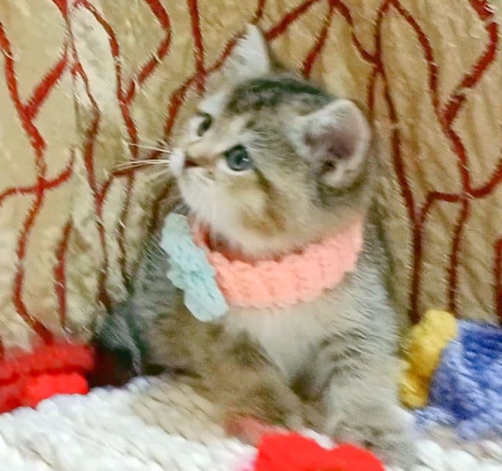 Золотая Шиншила девочка — 5