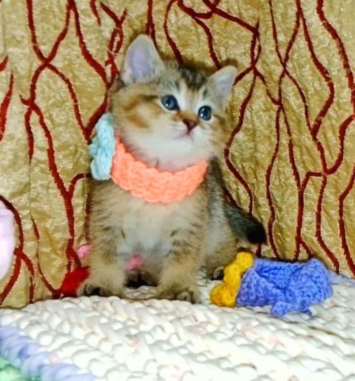 Золотая Шиншила девочка — 6