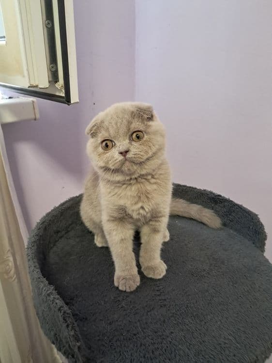 Шотланский скотиш фолд — 1