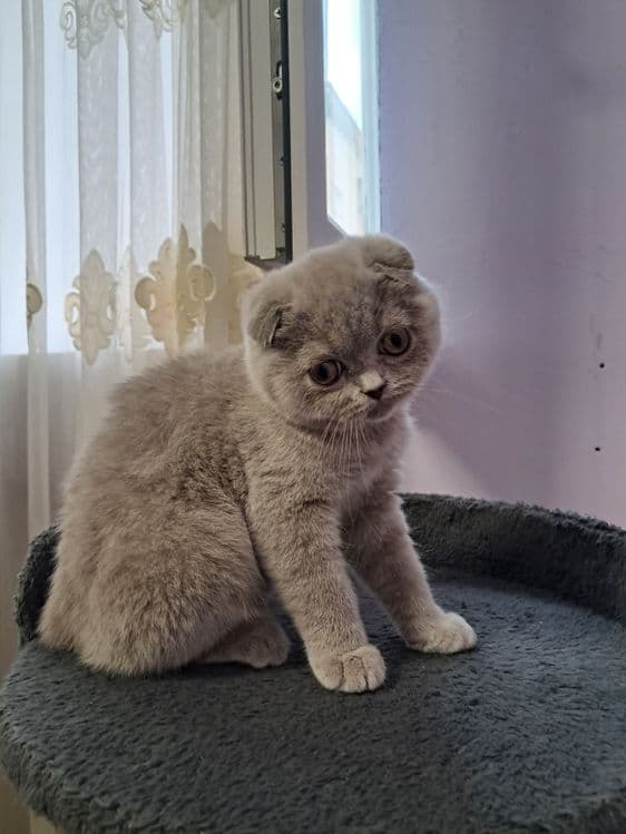 Шотланский скотиш фолд — 2