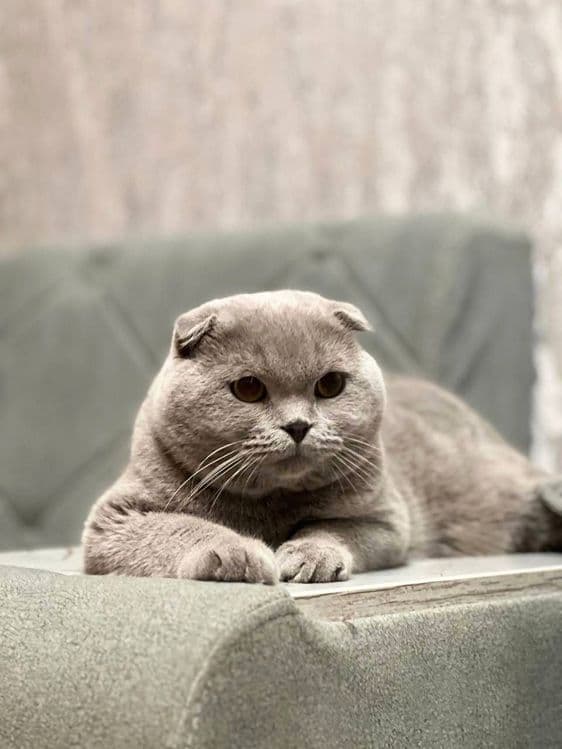 Шотланский скотиш фолд — 3