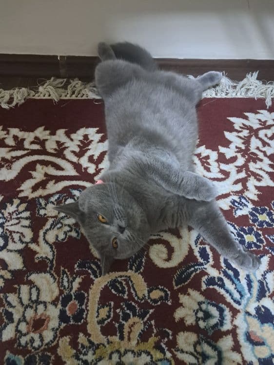 Шотланский скотиш фолд — 4