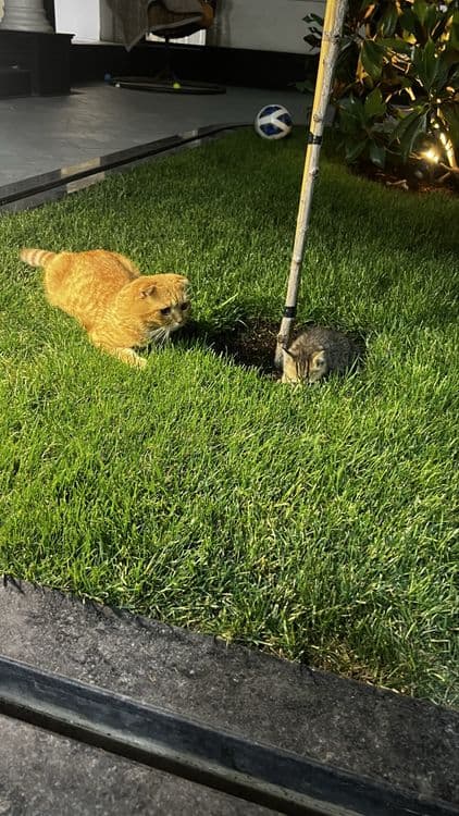 1 oy kafolat beraman soğli ga osangiz hato qilmaysis olin juda zor mus — 4